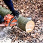 lumberjack chainsaw woodwork 2146509